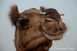 Pushkar India Camel Fair